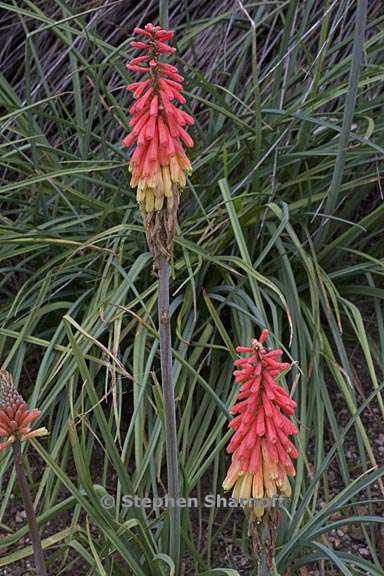 kniphofia sarmentosa 1 graphic